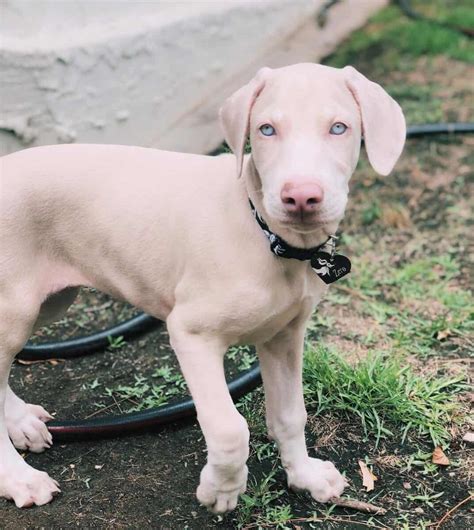 white doberman pinscher puppies for sale